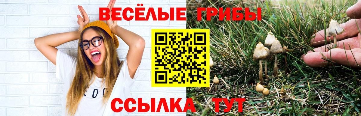 Псилоцибиновые грибы Psilocybe  Псилоцибиновые грибы ЛСД  Вход с VPN  Тамбов 