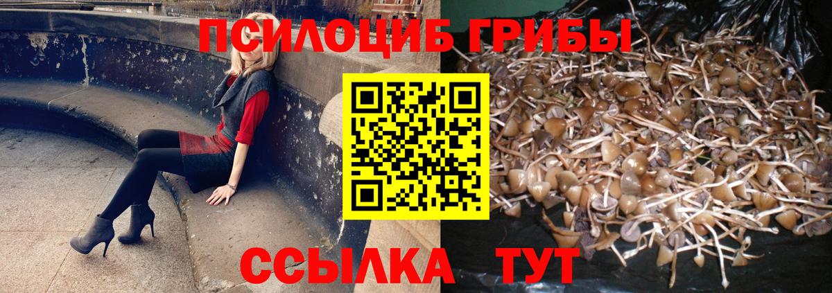 Галлюциногенные грибы Psilocybine cubensis Тамбов